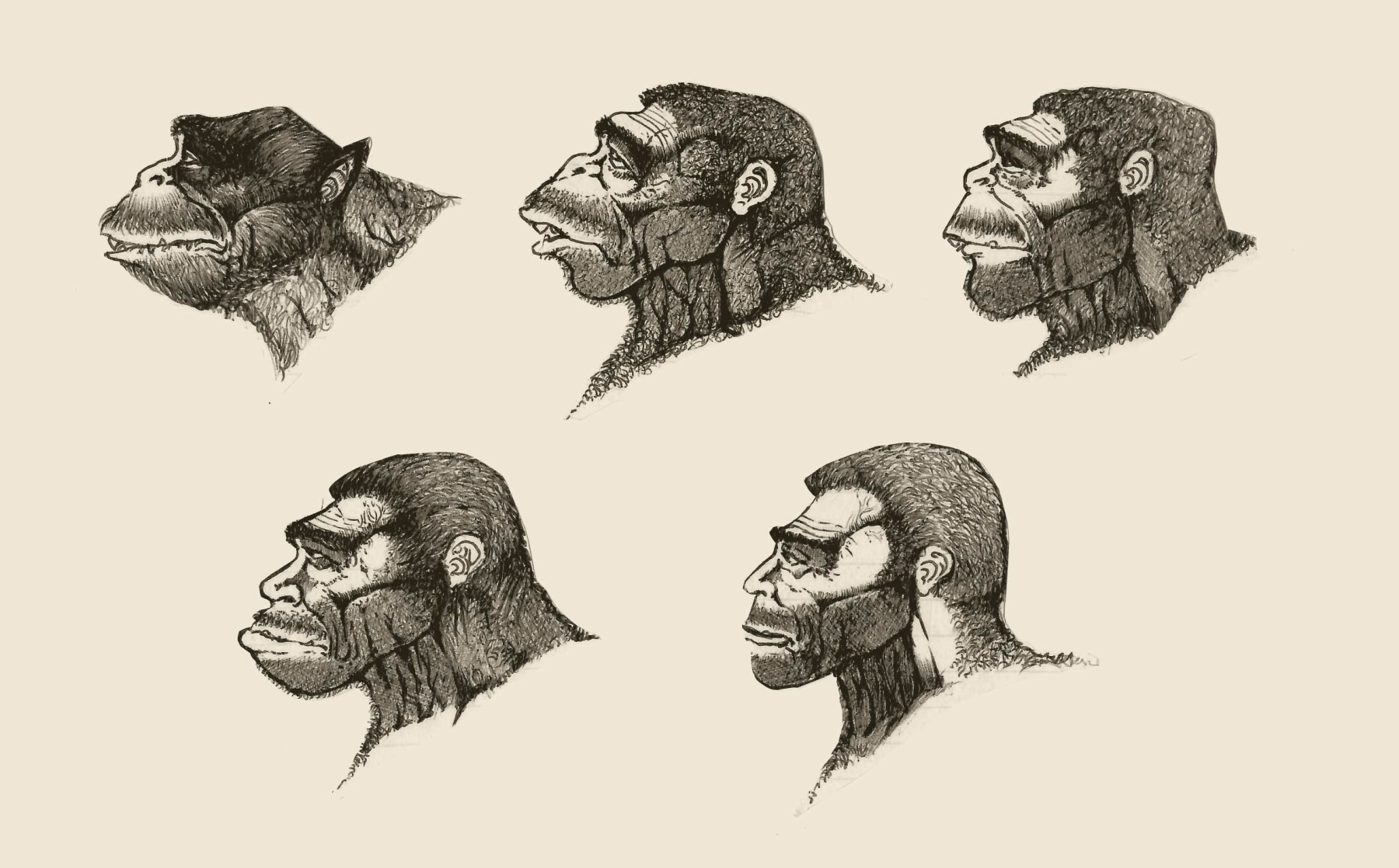Homo-seppia