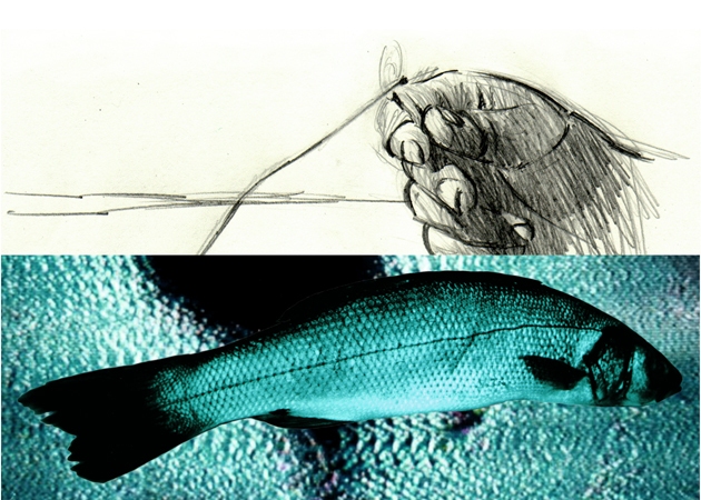 Pesce morto
