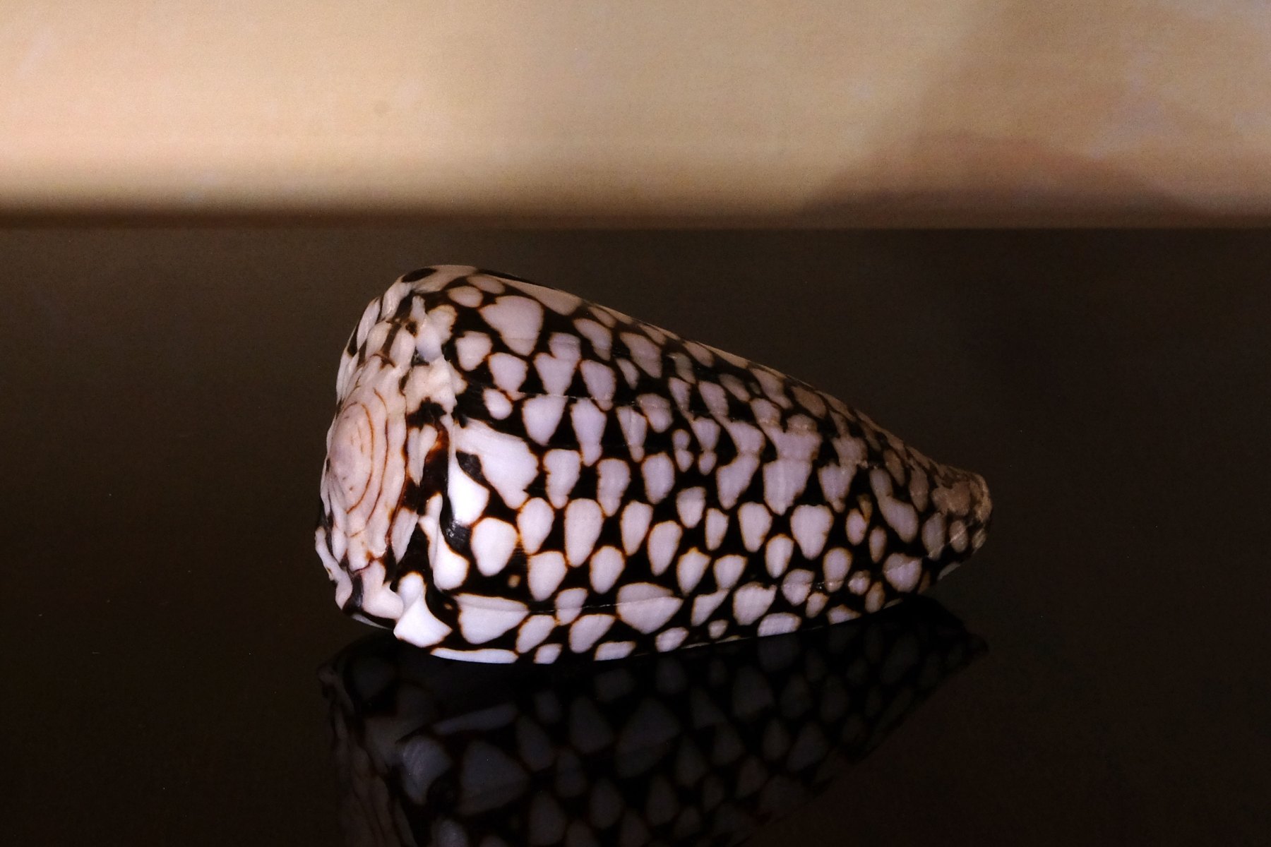 Conus 1