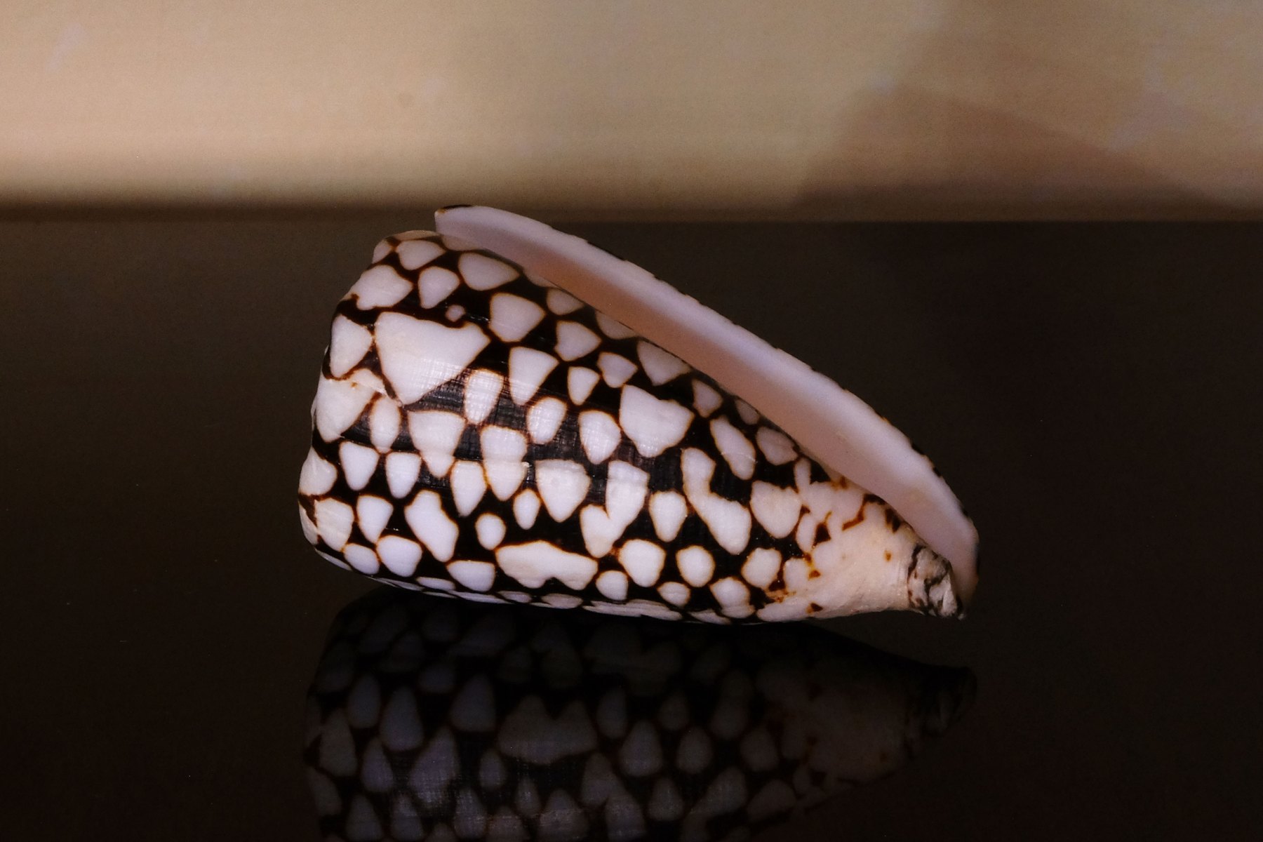 Conus 2