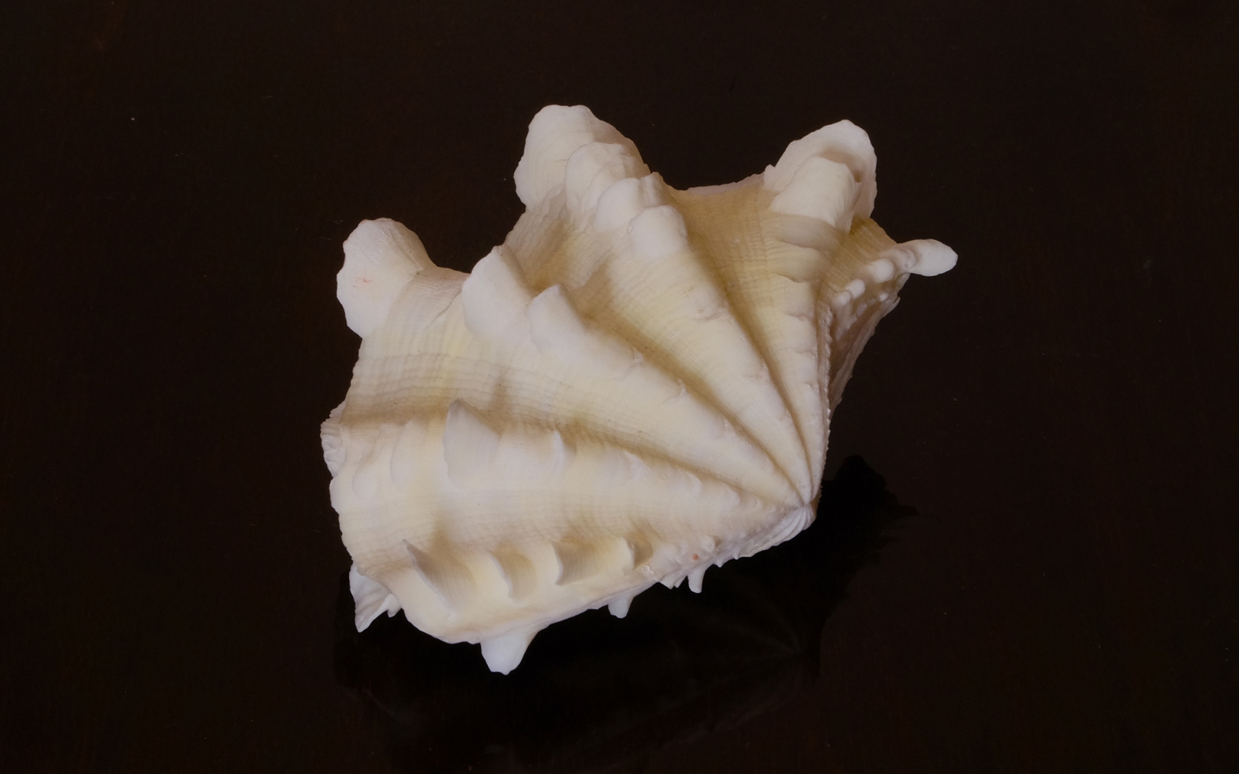 Tridacna squamosa.1