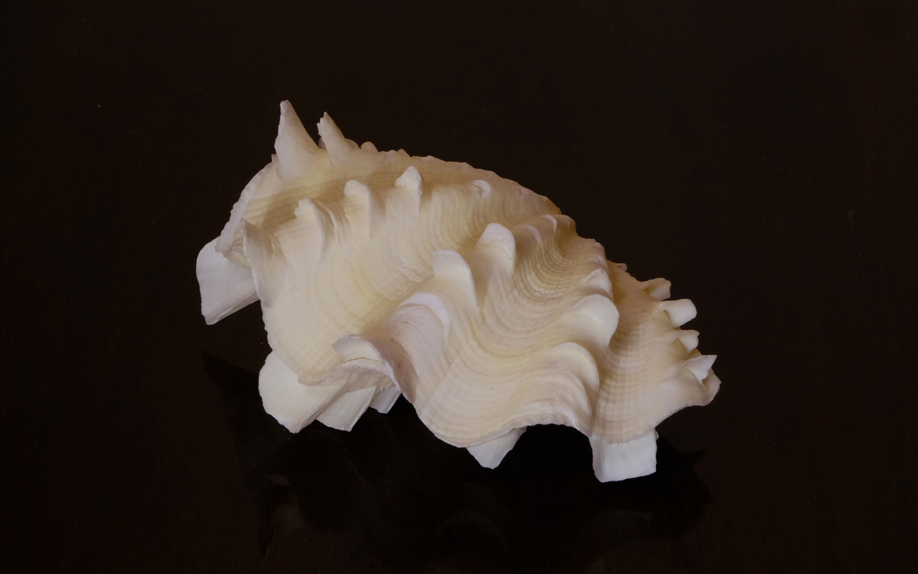 Tridacna squamosa.2